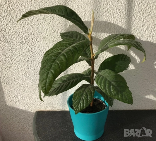 Японска мушмула 20.11.2025