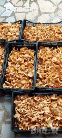 Суха Манатарка Челадинка Булка Пачи крак , снимка 6 - Други стоки за дома - 43181992