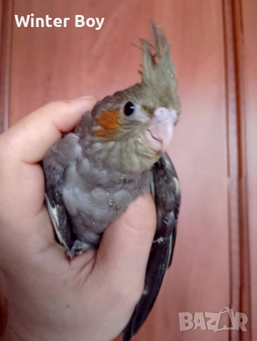 Бебе 3 папагал мъжки корела корели , снимка 6 - Папагали - 53439052