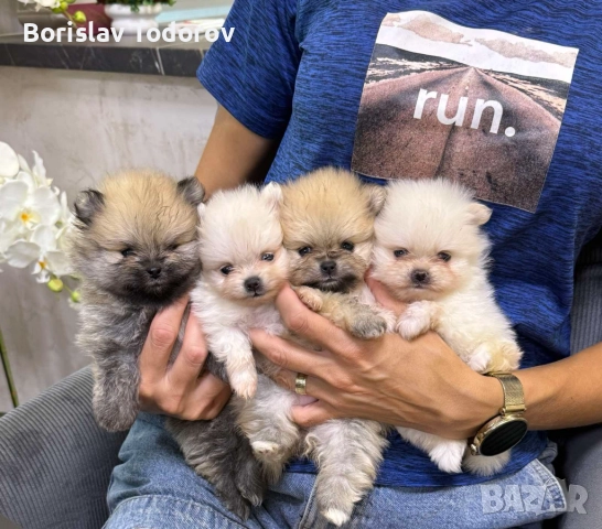 Резервация на 4 бебета померани – момиченца, снимка 1