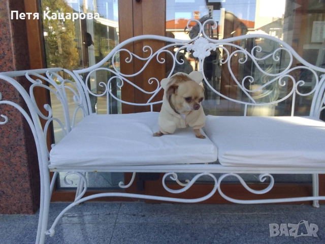 ✨ Чихуахуа кученце търси ново любящо семейство! ✨  , снимка 6 - Чихуахуа - 52674806