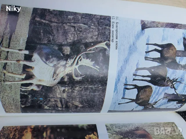 Книга за лов и риболов , снимка 6 - Екипировка - 48345598