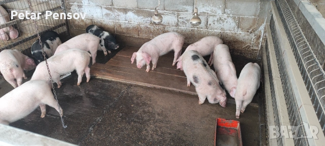 Малки прасета 18-25кг