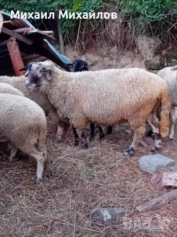 Продава се 1 бр. Овен. , снимка 1