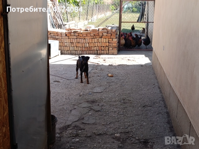 Продавам ягдтериер , снимка 1