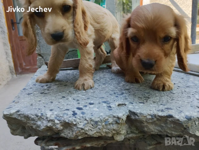 Кокер шпаньол , снимка 1