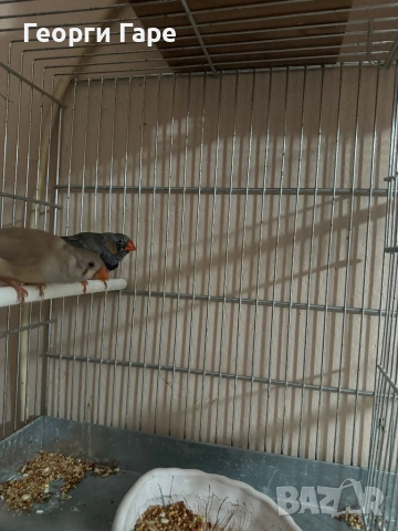 Млада двойка зеброви амадини - 2025 , снимка 3 - Амадини - 53404013