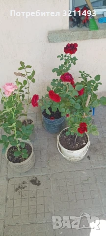 Продавам рози. Храстовидни, снимка 2 - Градински цветя и растения - 50595936