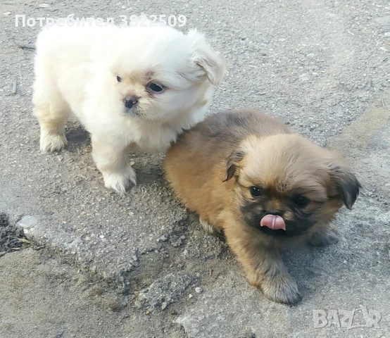 продавам пекинез , снимка 1