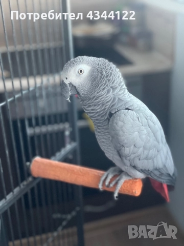 Папагал Жако , снимка 3 - Папагали - 52107710
