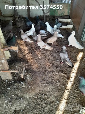 Продавам Римски гълъби, снимка 5 - Гълъби - 53164416