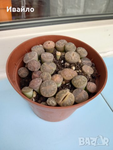 Живи камъчета - Lithops, снимка 2 - Градински цветя и растения - 33193359