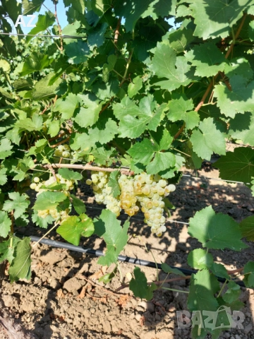 Грозде Мускат Отонел, снимка 1
