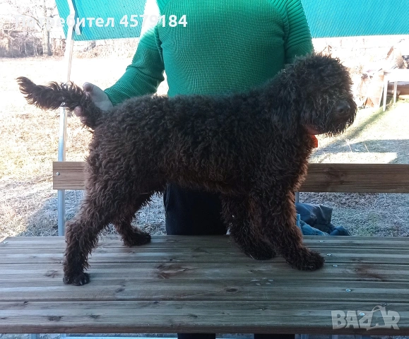 лагото Романьоло родословие 