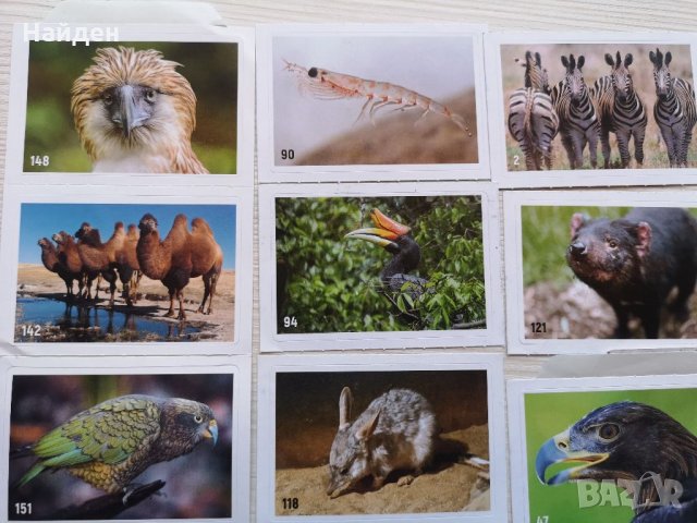 Стикери за Billa албум Animal planet, снимка 2 - Колекции - 35402949