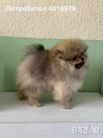 Померан момиче с Родословие FCI, снимка 2 - Померан - 52211824