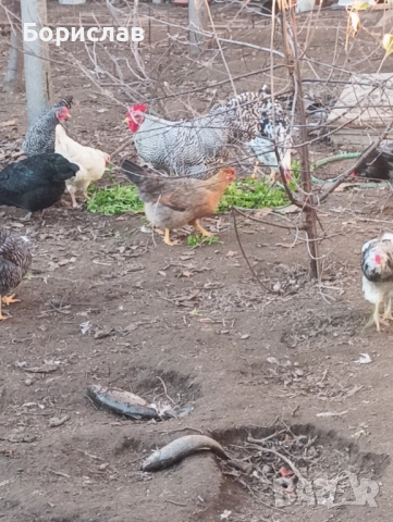 Породисти петли за дамъзлък