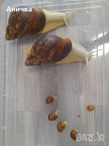 Гигански африкански охлюви - Архахатина Овум СЪС ЗЛАТНА КУПА