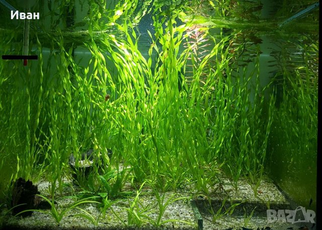 Пакети аквариумни растения, мъхове , снимка 15 - Други - 33326246