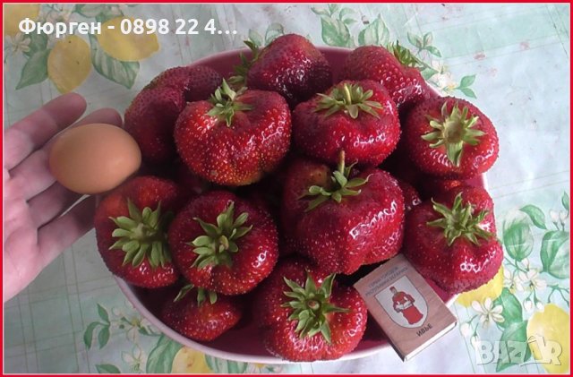 Ягода сорт "Мадам Муто", снимка 7 - Разсади - 40612642