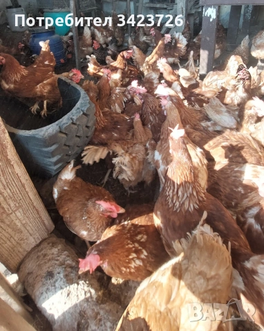 домашни кокошки ломан браун 