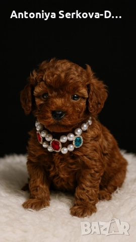 Poodle toy/Пудел той, снимка 7 - Пудели - 50806099