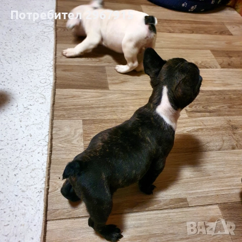 Malki frensheta , снимка 1