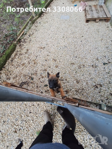 Белгийска Малиноа , снимка 5 - Белгийска овчарка - 52624108