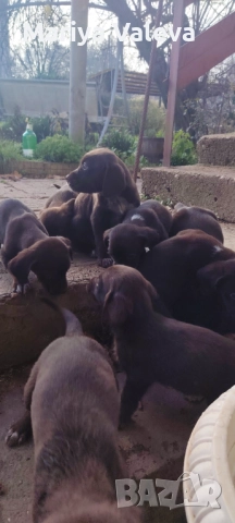 Кученца Курцхар , снимка 3 - Курцхаар - 52863953