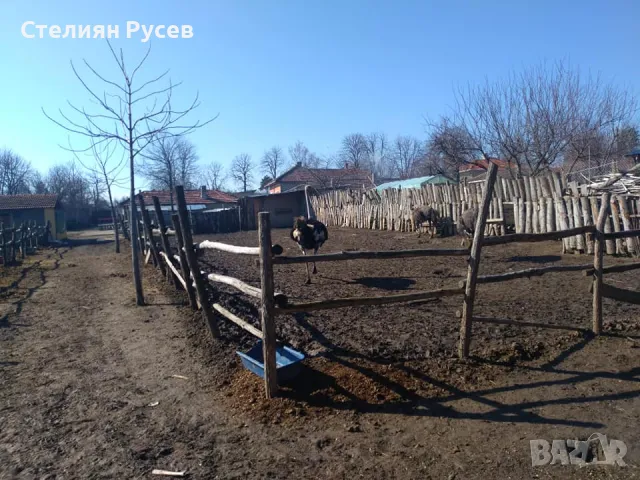 конеферма - разработен бизнес с документи в с. Сребърна, обл. Силистра -цена 67 000лв - СОБСТВЕНИК П, снимка 5 - Други - 49801487