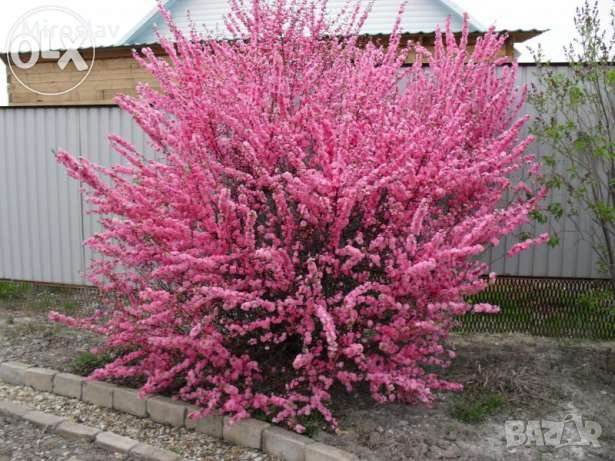 Японска Слива-(Prunus triloba)Промоция!!!