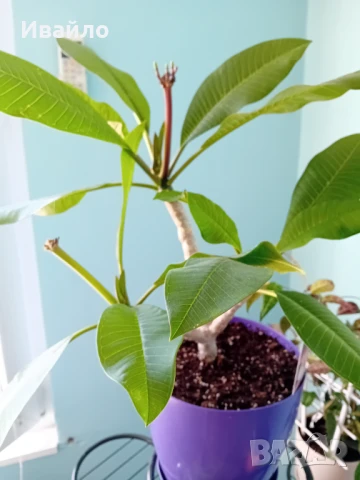 Плумерия - семена и растения, снимка 4 - Сортови семена и луковици - 50007881