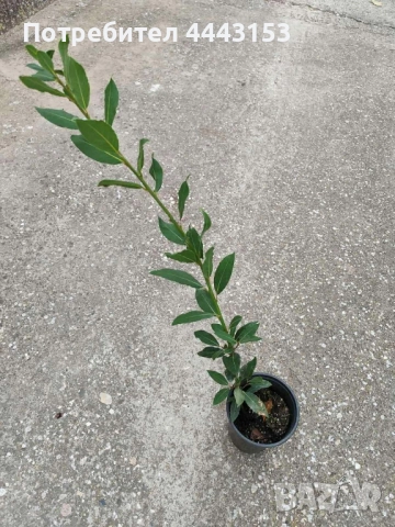 Дафинов лист, снимка 2 - Градински цветя и растения - 51840594