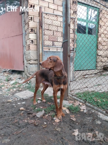 Ловно куче гонче, снимка 3 - Гонче - 53164333