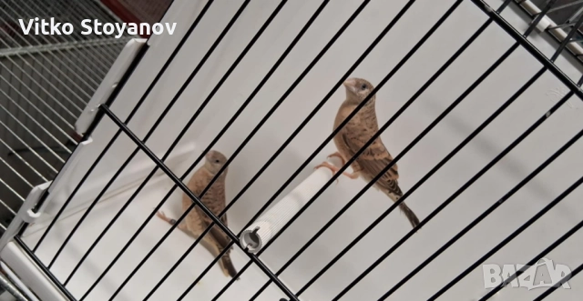 Различни видове амадини, снимка 3 - Амадини - 50326161