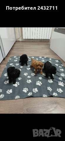 Пудел, снимка 2 - Пудели - 53590668