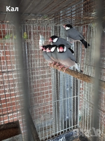 Оризарки, снимка 3 - Амадини - 53572974