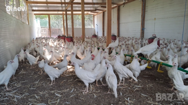 Бял легхорн ярки, кокошки , снимка 4 - Кокошки и пуйки - 51671476