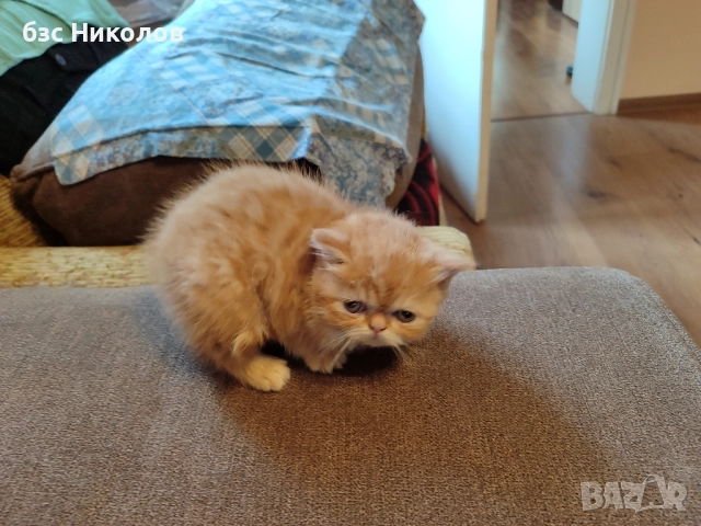 Женски екзотични персийски котки на 4,5 години 2,5 години и на 4 месеца., снимка 11 - Персийска - 51485263