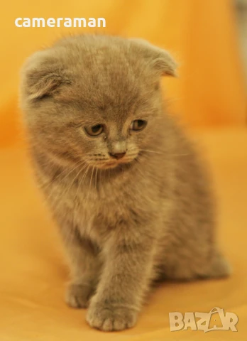 Котенца Scottish Fold и Scottish Straight., снимка 1