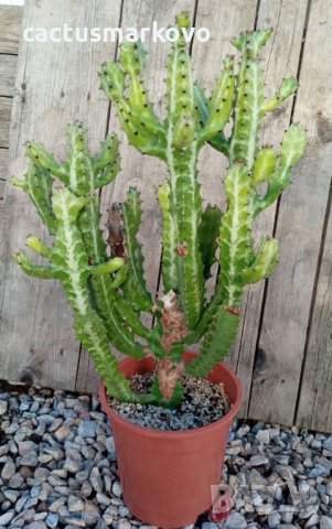 Euphorbia lactea, снимка 2 - Стайни растения - 42983560