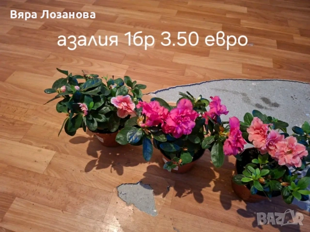 Различни видове цветя, снимка 3 - Стайни растения - 53273122