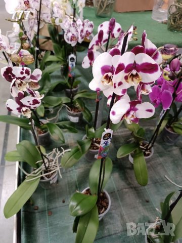орхидеи , снимка 1 - Стайни растения - 43765955
