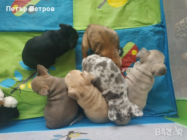 френски булдог -булдочета , снимка 9 - Френски булдог - 51929954