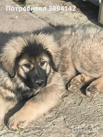 каракачански кученца , снимка 3 - Други - 52112803