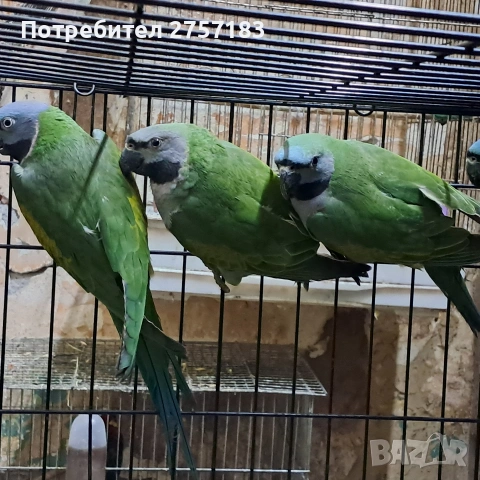 продавам китаиски александар, снимка 6 - Папагали - 53402086