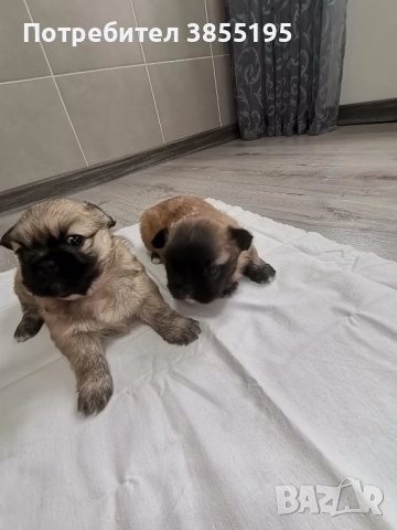 продам малки пекинезчета, снимка 4 - Пекинез - 52597290