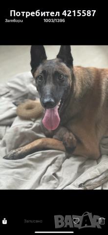 Белгийски овчарки бебета, снимка 6 - Белгийска овчарка - 52683482