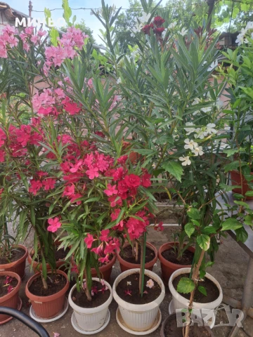 Продавам зокум олеандър, снимка 15 - Градински цветя и растения - 24499326