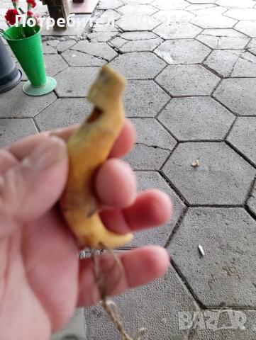 Свирка за куче рог и абанос 18век, снимка 5 - Антикварни и старинни предмети - 52903960